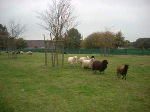 Domino2012-10-20Schafe schieben 013.JPG